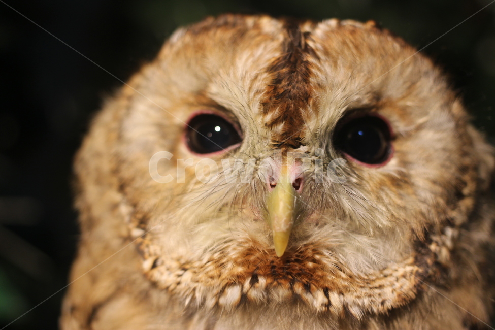 후쿠로우,일본,올빼미,올빼미카페,ふくろう,동물,animal,조류,새,birds
