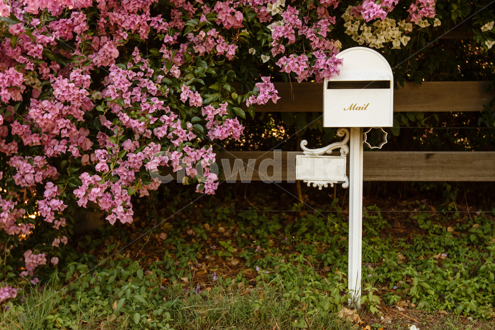 편지함,꽃,정원,꽃밭,우편함,울타리,편지,mail,mailbox,flower,garden,letter,fence
