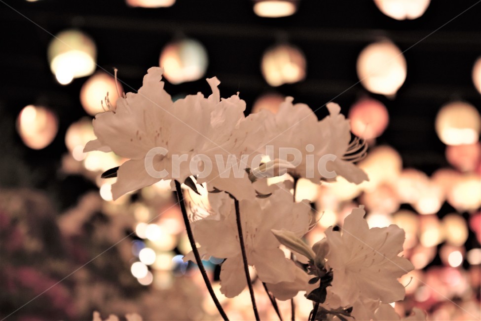 꽃,조명,야경,흰꽃,철쭉,white,whiteflowers,flower,light,lamp,보케,royalazalea,dark,봄꽃,흰색,순백,식물,plant,nature,자연,spring,night,nightview,background,배경