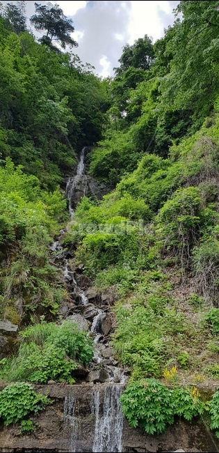 식물,나무,화목원,저원,꽃,자연,풍경,nature,landscape,water,물,outdoors,옥외,river,강