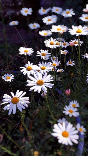 햇살,plant,식물,blossom,꽃,flower,밝음,풀,그린,green,노랑,yellow,행복