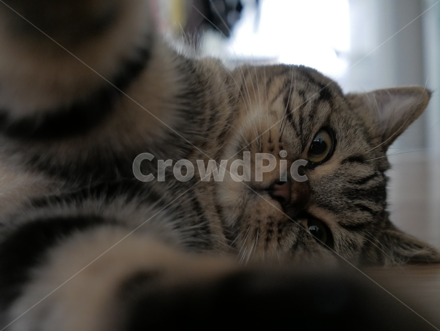 고양이,동물,얼굴,표정,개냥이,호기심,애교,귀여운,동물,animal,포유류,mammal,고양이,cat,kitten,kitty