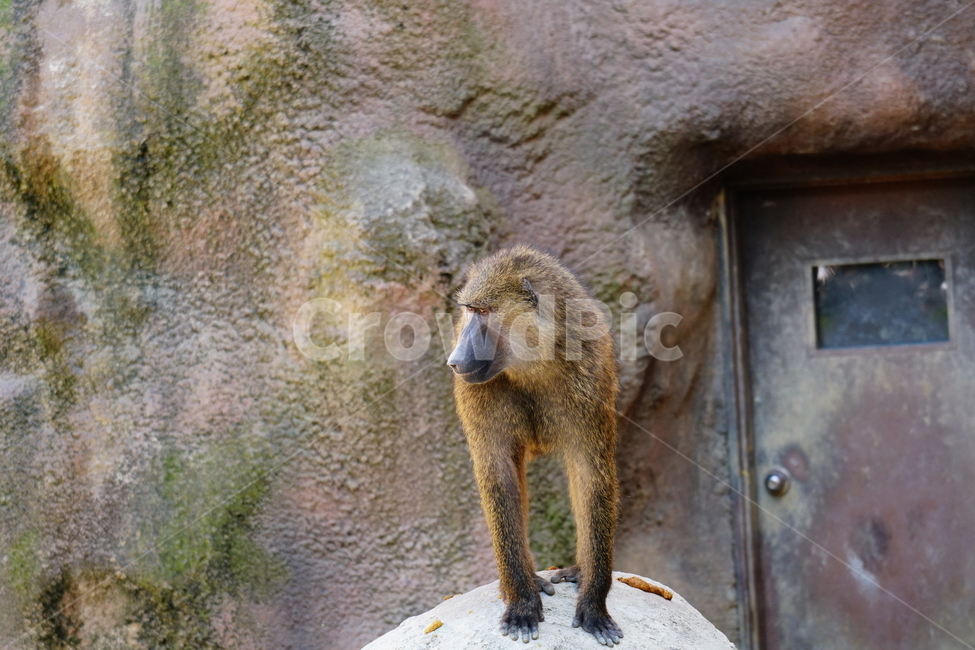 원숭이,아누비스개코원숭이,동물,animal,포유류,olivebaboon,anubisbaboon,monkey,동물,animal,포유류,mammal