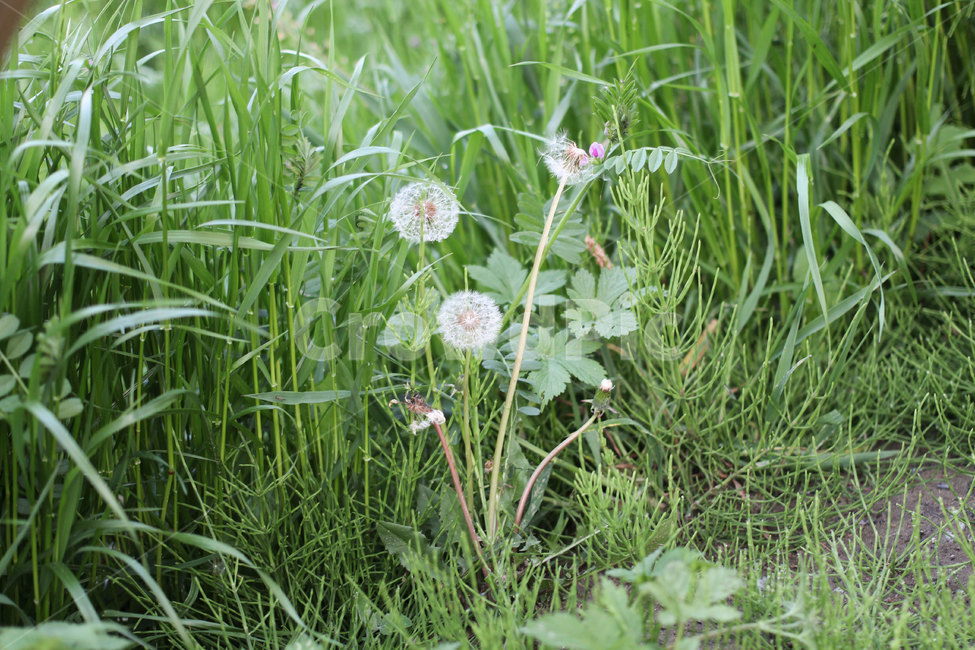 민들레,민들레씨,흰색,힐링,식물,초록색,자연,nature,Flower
