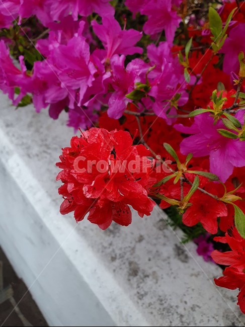 꽃,식물,flower,감성,따뜻함,계절,자연