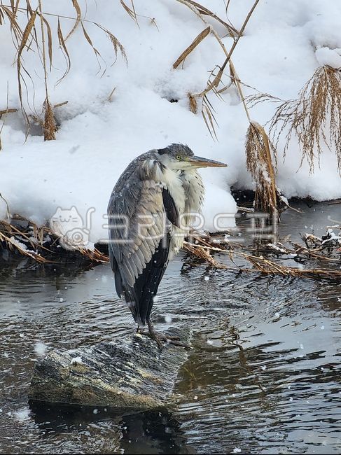 겨울,눈,외가리,백로,사루개,새,bird,시냇물,추위,추운왜가리,추워,덜덜덜,뭘봐,추운새