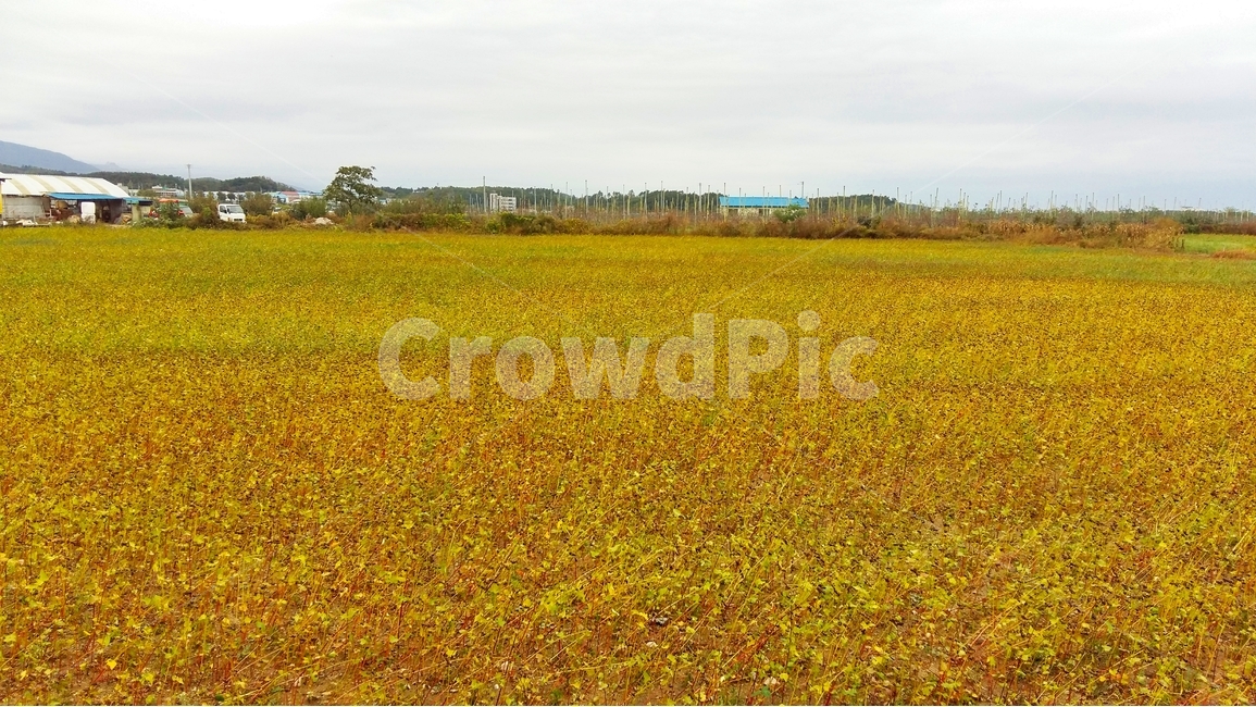 율무,율무재배,율무농사,율무밭,율무농장,시골,마을,풍경,landscape,country,rural,town,산업,industry,industrial,농업,농사,agriculture,farming,farming industry