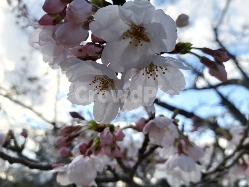 벚꽃,봄,꽃잎,봉오리,하늘,가지,꽃,봄,계절,spring,season,식물,자연,plants,nature,꽃,flower,plant,blossom,cherry blossom