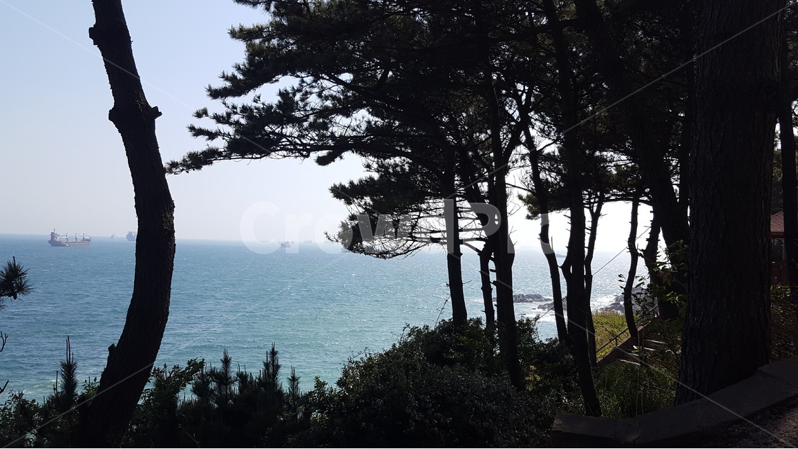 부산,부산여행,부산바다,바다,sea,숲속,바다숲,나무,여행,힐링,피톤치드,명상,데이트,등산,산,산공기,자연,풍경,nature,landscape,식물,plants,나무,trees,wood,tree,plant