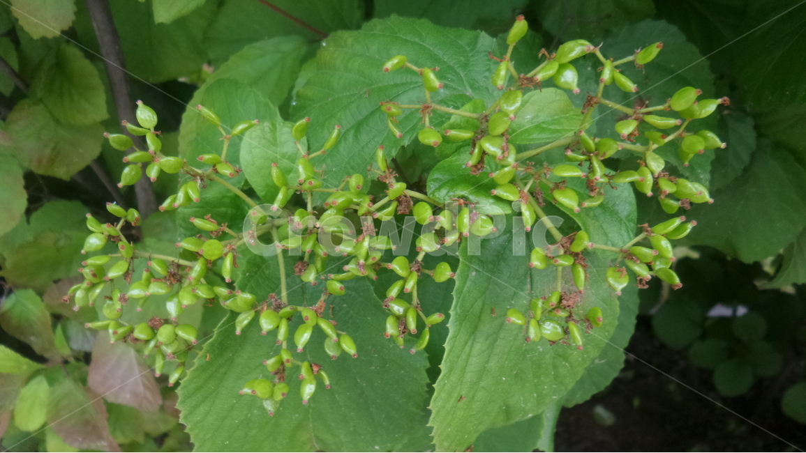 덜꿩나무,인동과,낙엽활엽관목,정원수,관상수,식물,자연,plants,nature