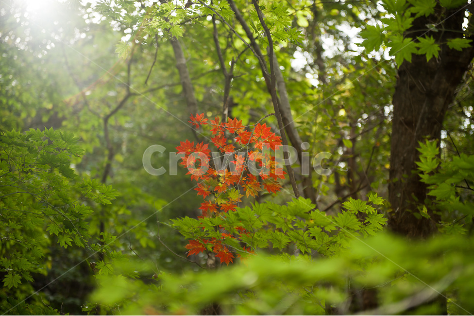 단풍,빨간나뭇잎,자연,풍경,차별화,개성,가을,계절,fall,autumn,season,자연,풍경,nature,landscape,식물,plants,leaf,잎,plant,tree,나무