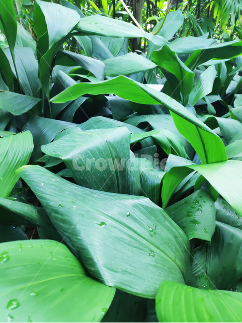 식물,잎,초록,plants,green,leaf,식물,자연,plants,nature