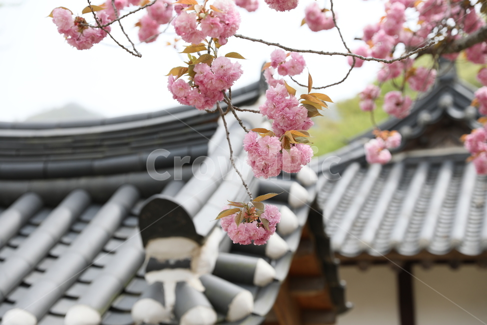 순천,선암사,만첩왕벚,겹벚꽃,벚꽃,사찰,꽃,봄,계절,spring,season,한국전통,한국문화,korean traditional,korean culture,식물,자연,plants,nature,꽃,flower,plant