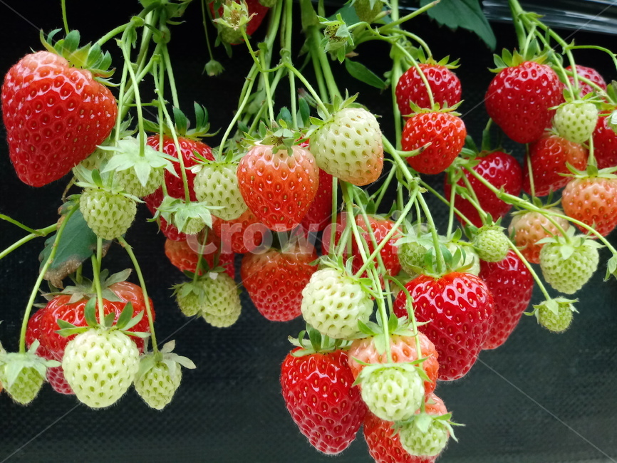 딸기,빨간열매,식물,strawberry,장미과,과일,농산물,과일,열매,fruit
