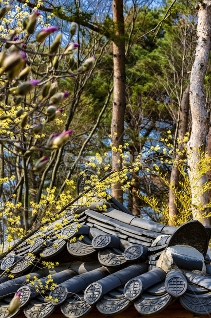 봄,산수유,적목련,개화,기와,담장,감성,봄,계절,spring,season,한국전통,한국문화,korean traditional,korean culture,plant,식물,tree,나무