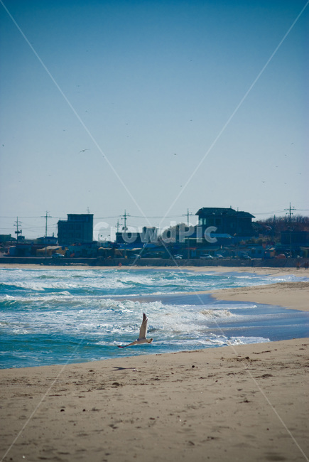 바다,겨울바다,갈매기,깨끗함,푸르른,bird,새,animal,동물,해변,백사장,해변,바다,beach,sea