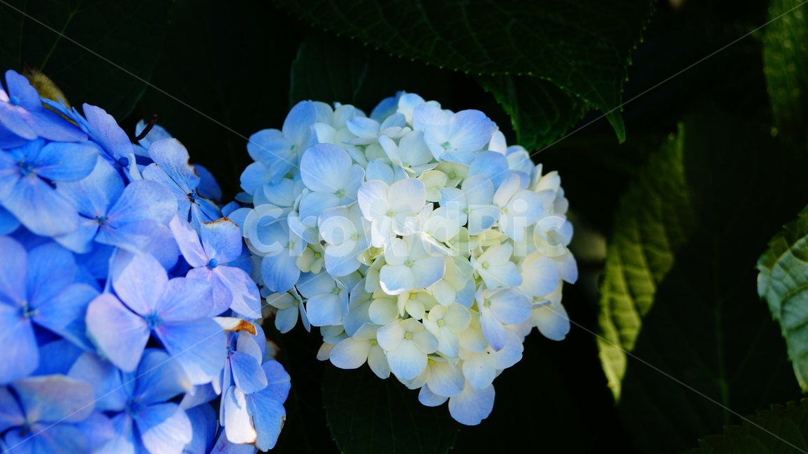 수국,수국꽃,꽃,꽃길,식물,식물,자연,plants,nature,꽃,flower