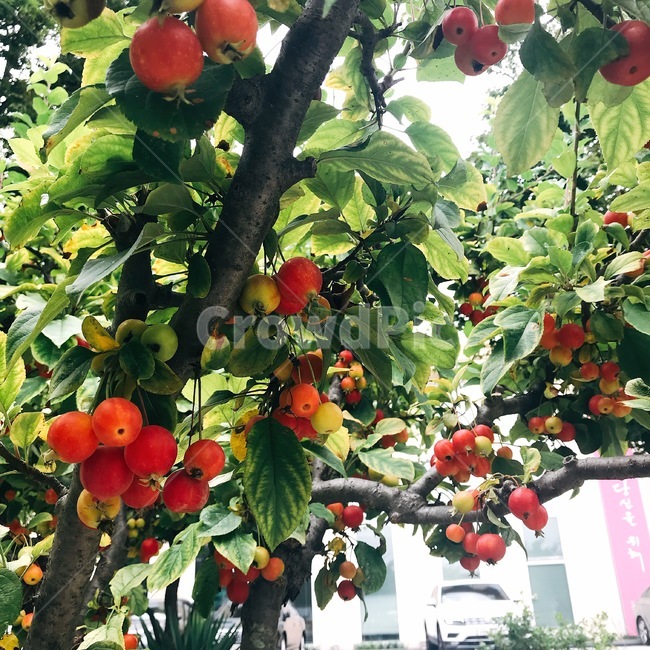 plant,식물,fruit,과일,열매,redfruit,leaf,나뭇잎
