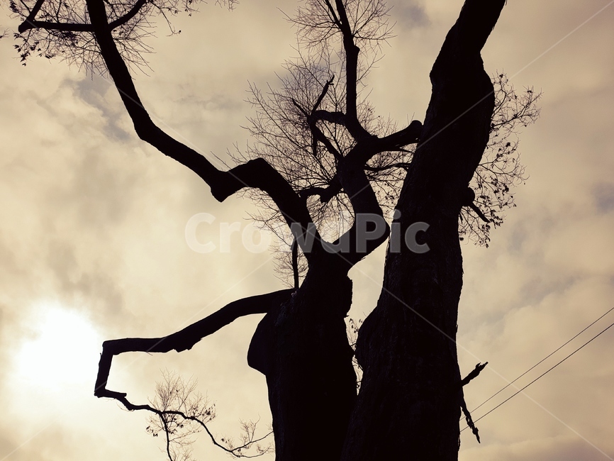 나무,하늘,구름,역광,자연,풍경,landscape,tree,nature,sky,cloud,가을,fall,autumn,나뭇가지,식물,자연,plants,nature,나무,trees,wood,실루엣,그림자,silhouette,shadow