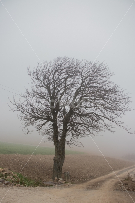 나무,가을,안개,길,도로,시골,마을,풍경,landscape,country,rural,town,식물,자연,plants,nature,나무,trees,wood