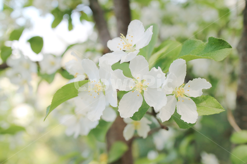꽃,봄,식물,흰꽃,하얀꽃,꽃송이,클로즈업,자연,식물,자연,plants,nature,꽃,flower