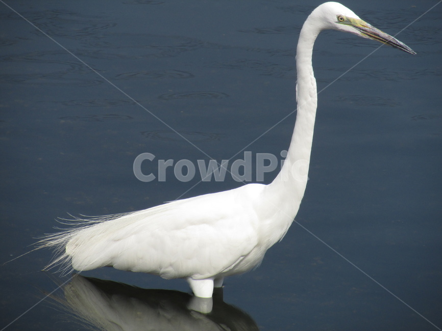 새,물새,bird,동물,두루미,동물,animal,조류,새,birds