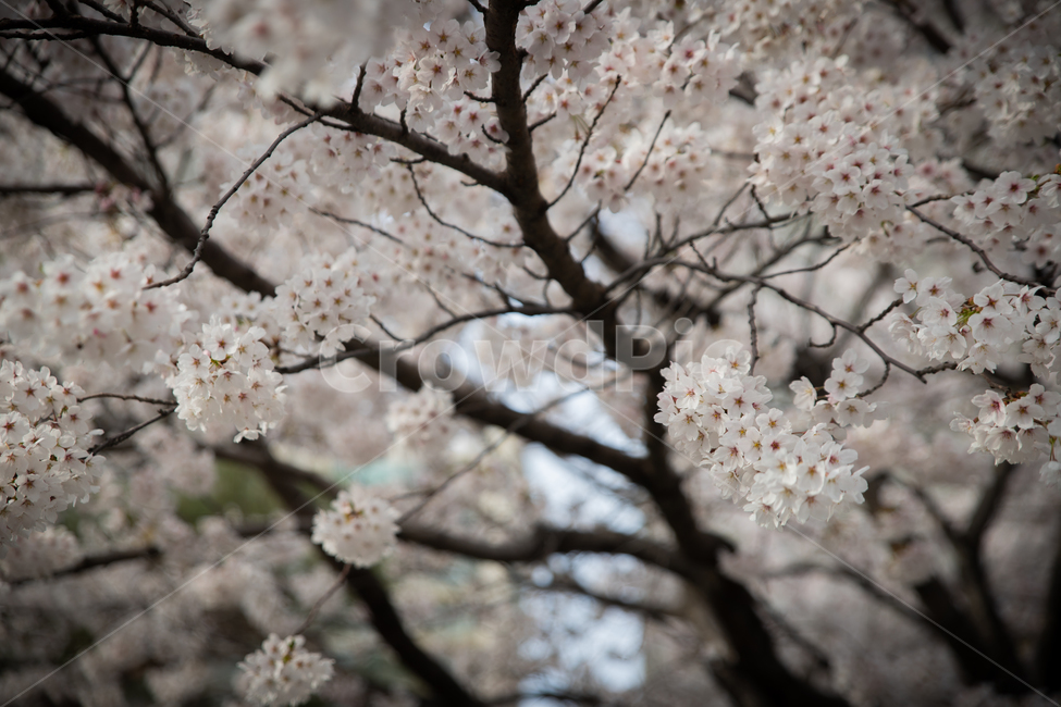 봄,spring,벗꽃,cherrytree,서울,korea,송파,봄,계절,spring,season,plant,식물,blossom,꽃,flower,cherry blossom,벚꽃