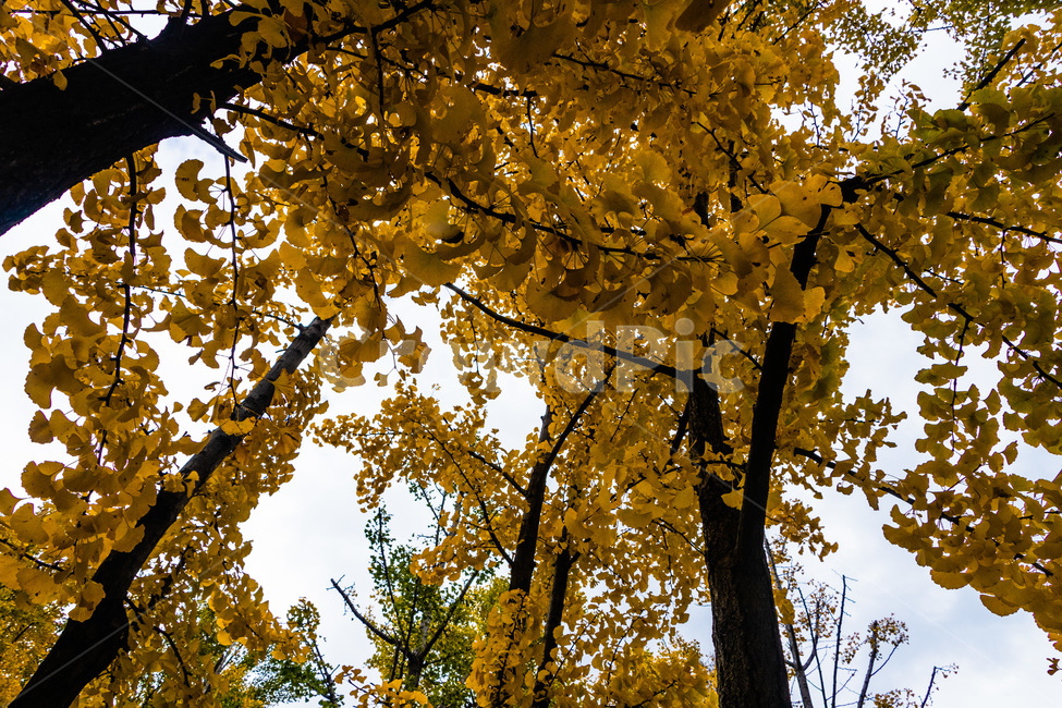 은행,은행나무,은행나무숲,은행잎,은행숲,가을,계절,fall,autumn,season,식물,자연,plants,nature,나무,trees,wood,tree,plant,leaf,잎,tree trunk,나무 줄기