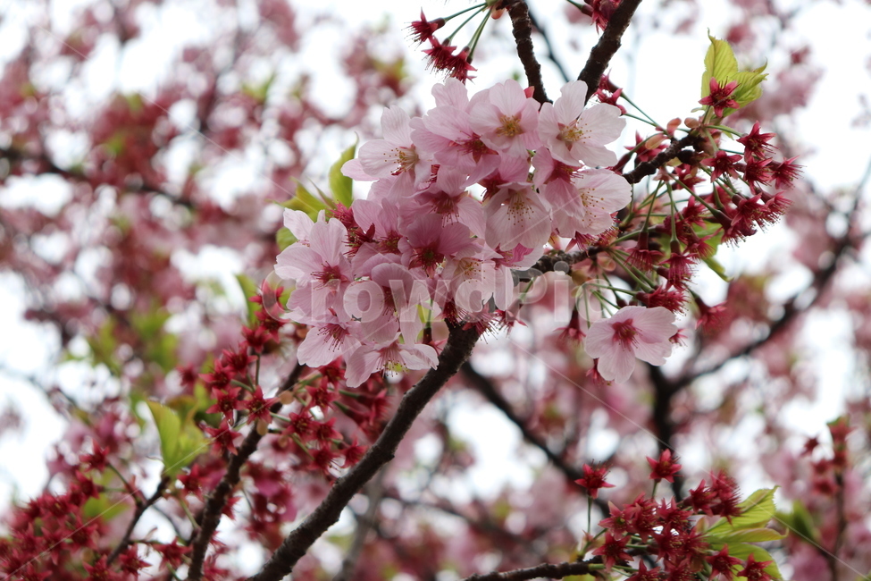 spring,spring flowers,Cherry Blossom,tokyo cherry blossoms,cherry blossom viewing,season,cherryblossoms,flower