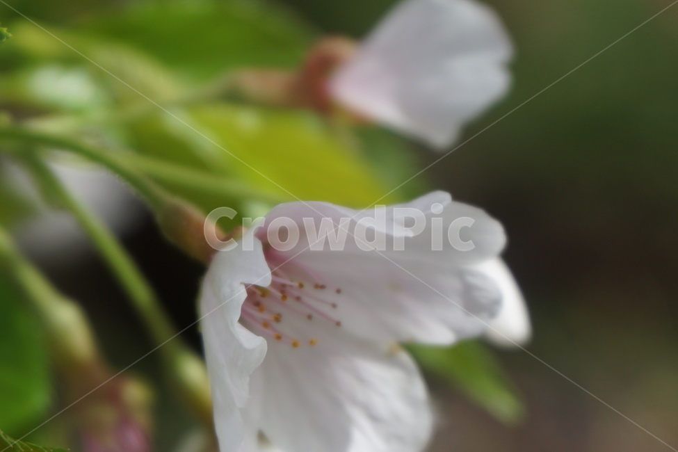 봄,벛꽃,꽃잎,녹색,연분홍,흰색,4월,봄,계절,spring,season,식물,자연,plants,nature,꽃,flower,plant,geranium,제라늄,blossom