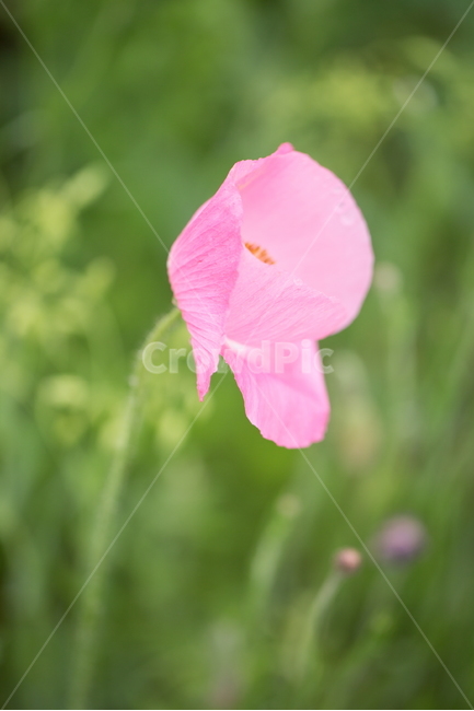 꽃,양귀비,봄,빗방울,붉은꽃,식물,자연,plants,nature,꽃,flower