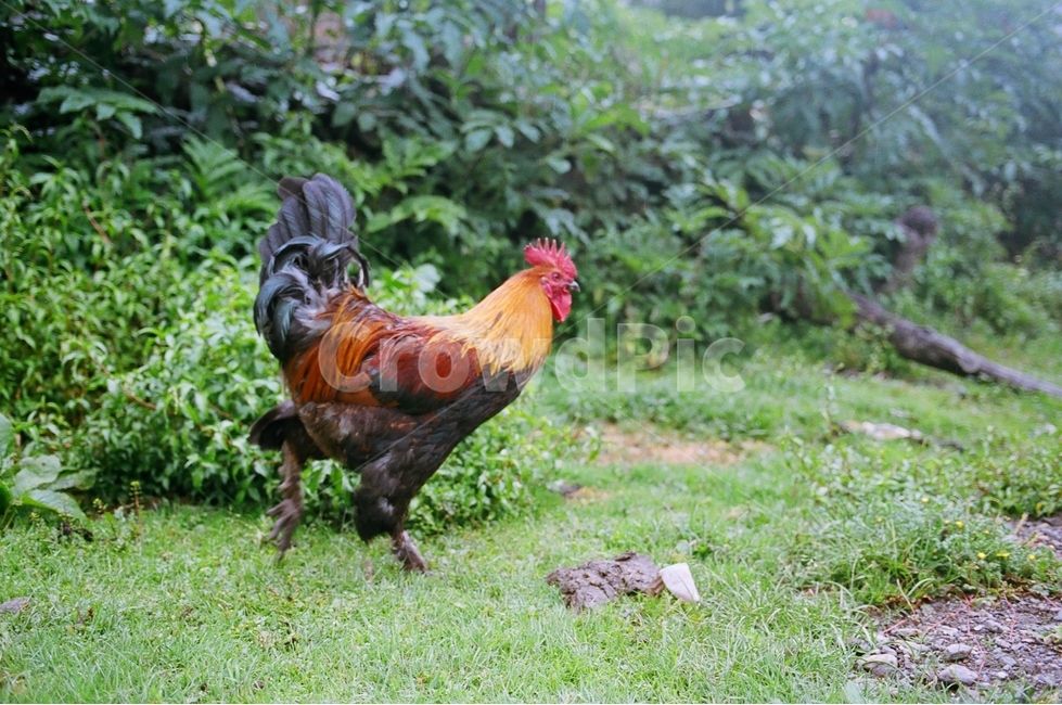 닭,수탉,동물,시골,농촌,동물,animal,조류,새,birds