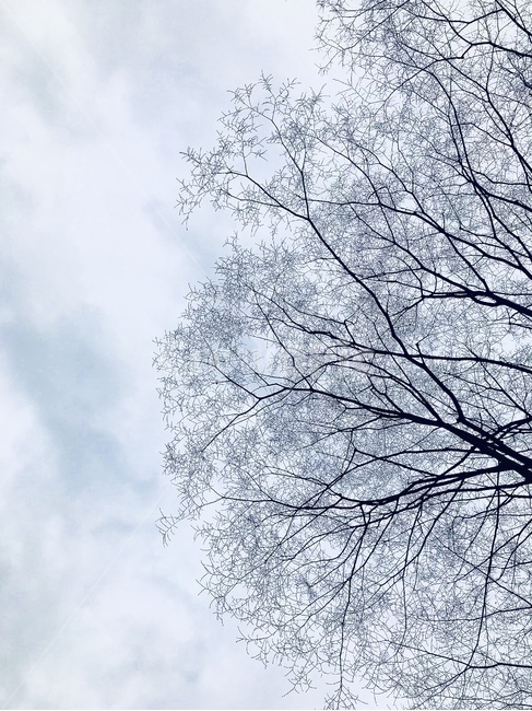plant,식물,tree,나무,nature,자연,하늘,배경