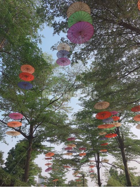 나무,중국풍우산,tree,umbrella,중국,주해,원명신원,분위기