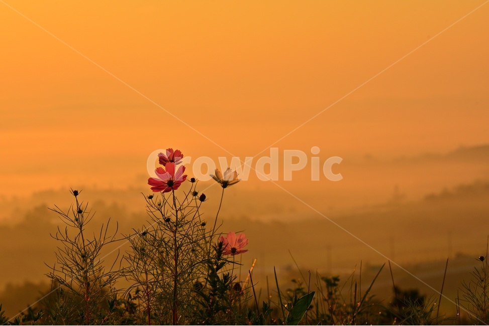 전남,함평,밀재,밀재일출,여명,아침,해돋이,sky,하늘,dawn,새벽,redsky,붉은하늘,fog,안개,plant,식물,nature,자연,outdoors,옥외,scenery,풍경,landscape,경치,mountain,산,코스모스,꽃