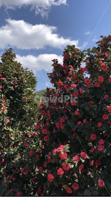 동백꽃,동백나무,겨울,풍경,하늘,구름,꽃,식물,flower,plant,blossom,나무