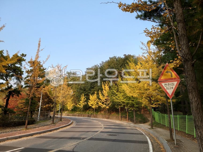 bank,curved road,road,tree,ginkgo tree,left turn,asphalt,autumn,slowly