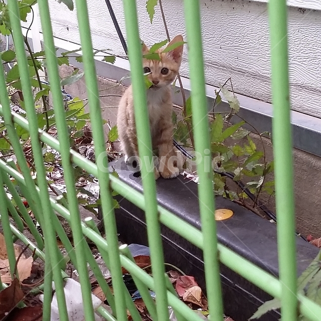 고양이,새끼고양이,동물,길고양이,아기고양이