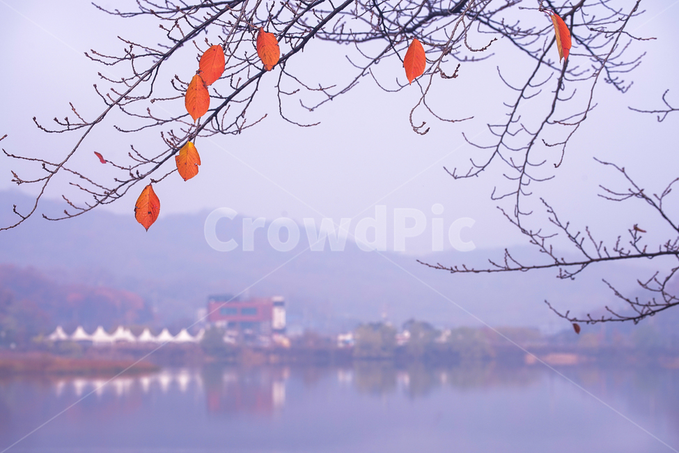 호수,가을,물안개,안개,단풍,계절,풍경,가을,계절,fall,autumn,season,leaf,잎,plant,식물,nature,자연,animal,동물,bird,새
