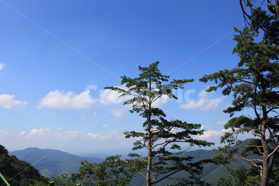 청량산,봉화,하늘다리,청량산산행,청량산구름다리,자연,풍경,nature,landscape,한국자연풍경,한국자연경관,korea nature landscape,식물,plants,나무,trees,wood,tree,plant,outdoors,옥외