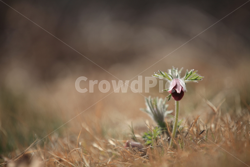 plant,식물,야생화,할미꽃,꽃,봄꽃,자주,줌