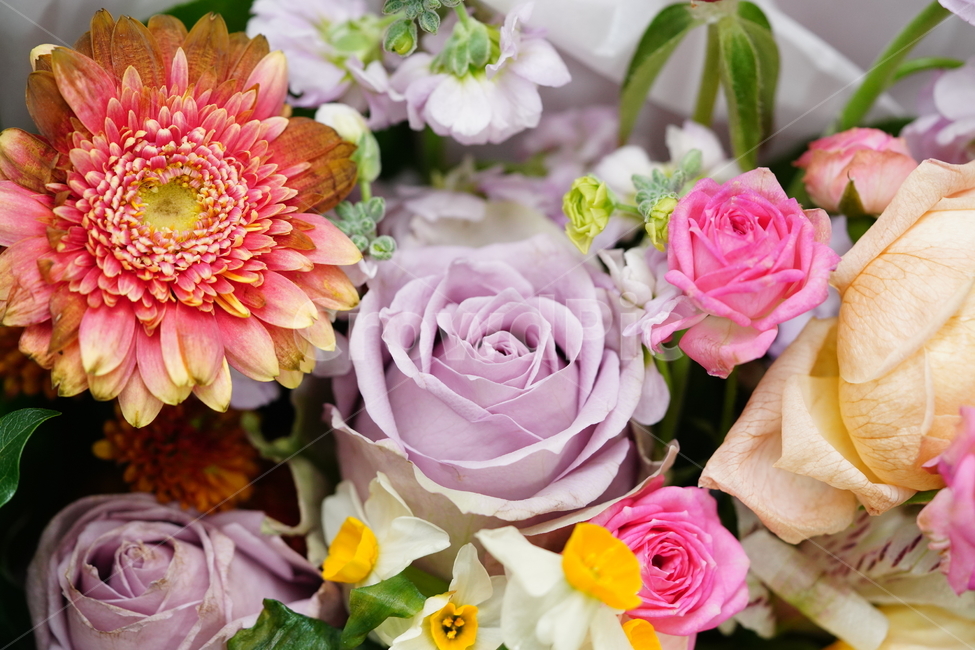 꽃,축하,꽃다발,식물,flower,색감,컬러,플라워,접사,감성,생물,감사,마음,꽃,flower