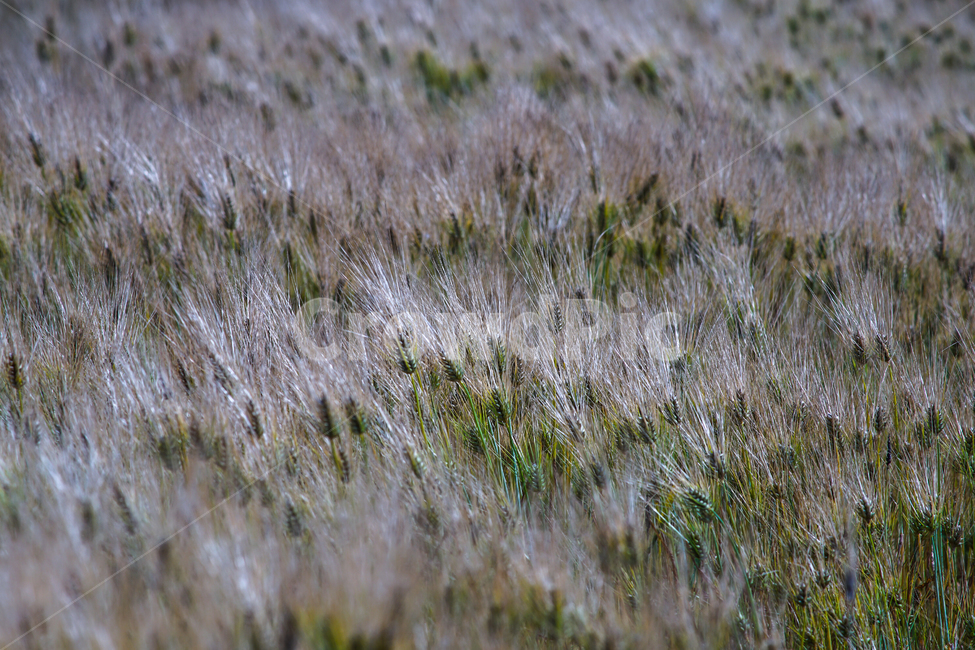 보리,청보리,보리밭,식물,곡식,자연,풍경,nature,landscape,곡류,곡식,cereals,grass,잔디,plant