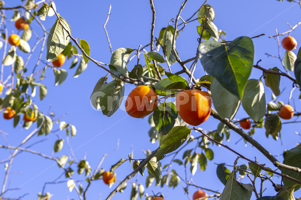 plant,식물,fruit,과일,대봉감,주황색