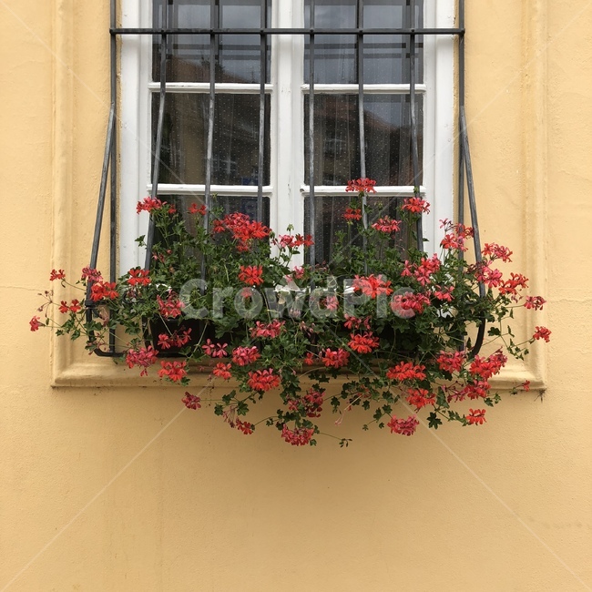 자연,식물,초록,nature,flower,꽃,힐링,테라스,유럽,창문,plants,window
