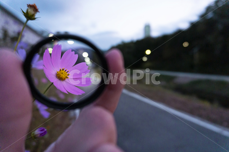 꽃,돋보기,감성,코스모스,손,flower,양재천,cosmos,sensitivity,magnifier,식물,자연,plants,nature,꽃,flower