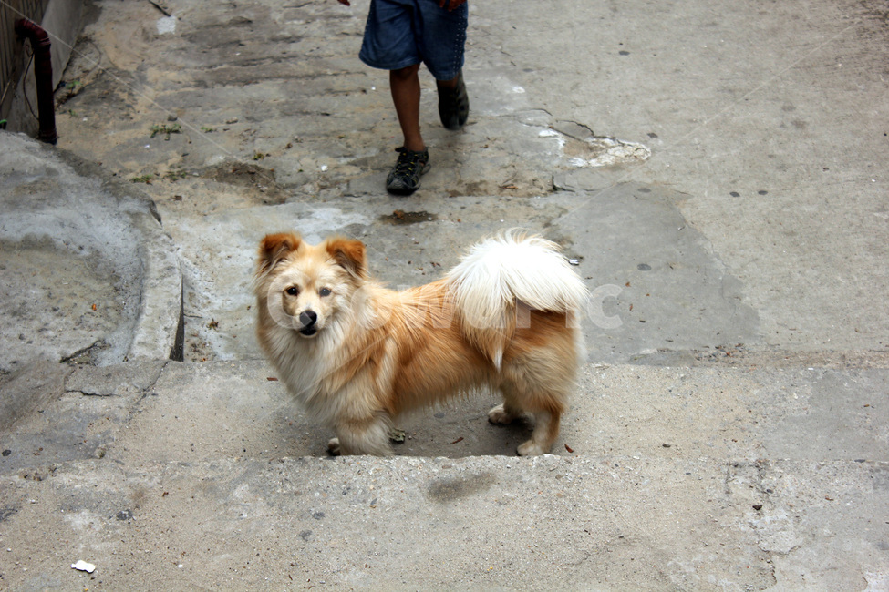 강아지,개,dog,귀여운,댕댕이,주시하는,바라보는,동물,animal,포유류,mammal,개,강아지,dog,doggy