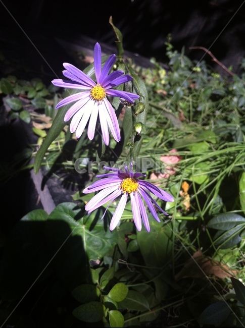 꽃,plant,식물,flower,보라색