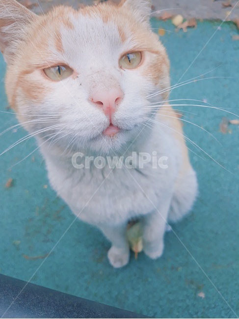 동물,반려동물,고양이,개냥이,길냥이