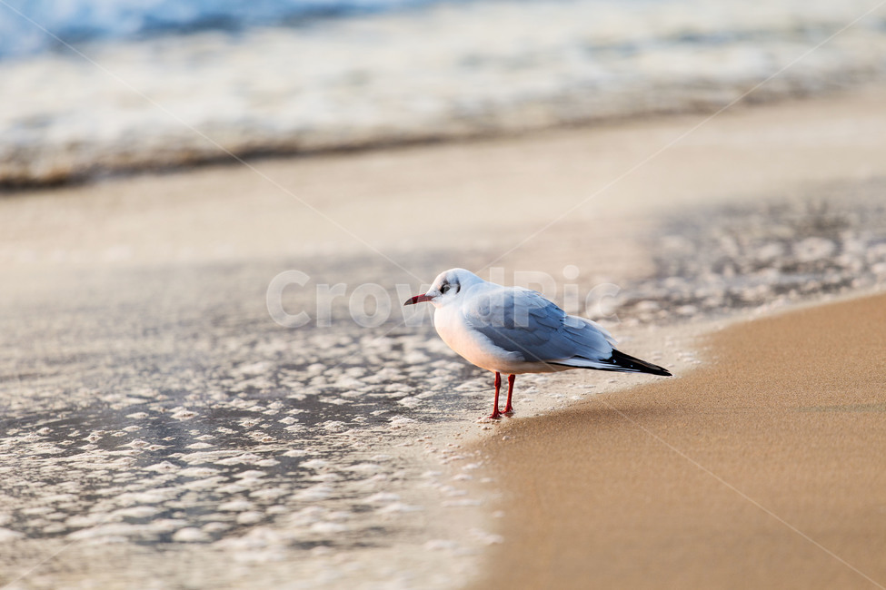 animal,동물,bird,새,seagull,갈매기,해변,바닷가,스냅,부리,날개,beach,한마리,해변,바다,beach,sea,동물,animal,조류,새,birds